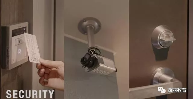 光荣之路上的狗