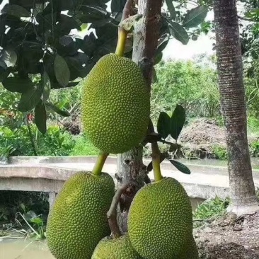 再战江湖 (粤语)